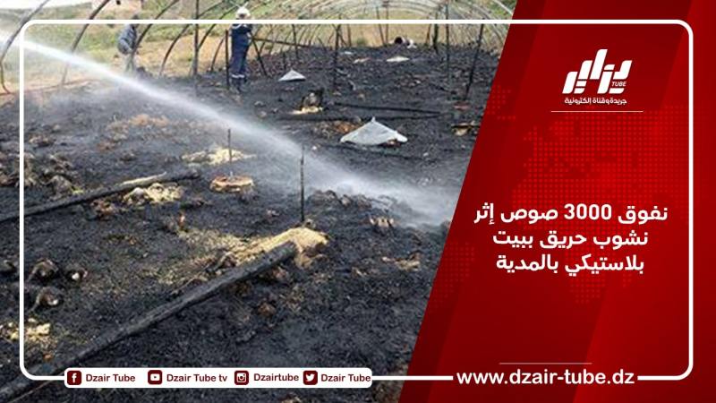 نفوق 3000 صوص إثر نشوب حريق ببيت بلاستيكي بالمدية