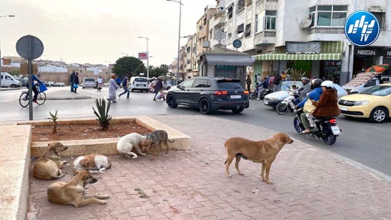 مطالب سحب تنظيم المونديال من المغرب سبب ”الكلاب الضالة”