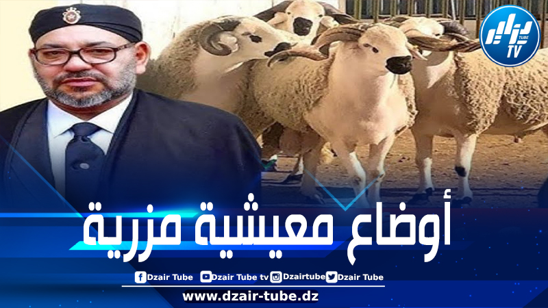 المغرب: إلغاء عيد الأضحى يكشف فشل سياسات المخزن الفلاحية الموجهة لكبار الملاكين