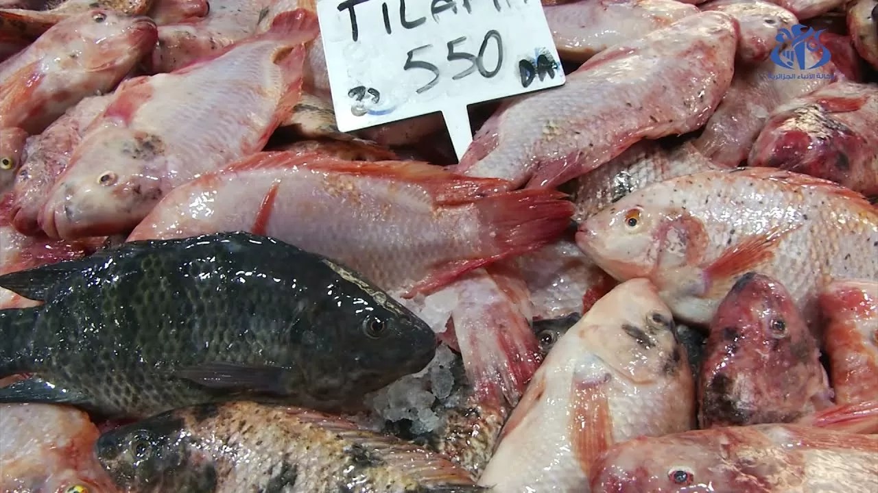 Directly from producer to consumer: 27 POS of aquaculture products at competitive prices in Algiers