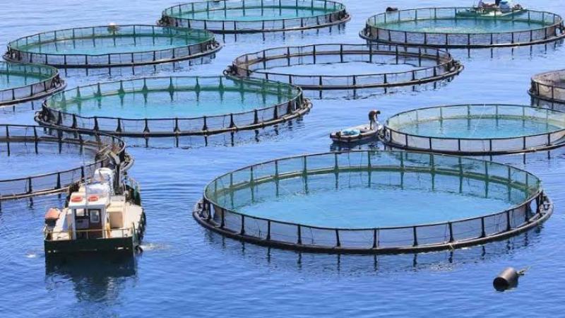 Biskra: Fisheries Minister Salaouatchi calls for increased aquaculture production