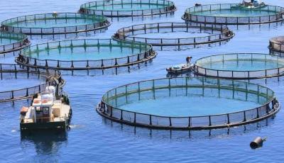 Biskra: Fisheries Minister Salaouatchi calls for increased aquaculture production