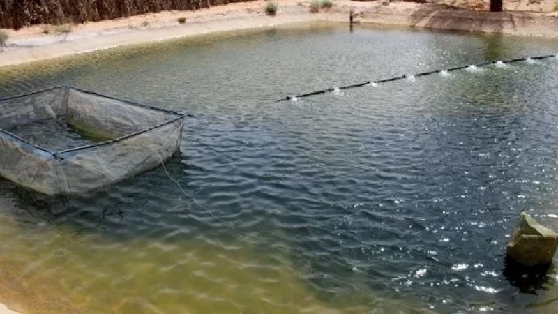 Fisheries Minister inaugurates immense hatchery for breeding red tilapia in Khenchela