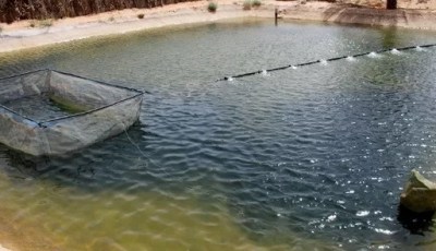 Fisheries Minister inaugurates immense hatchery for breeding red tilapia in Khenchela
