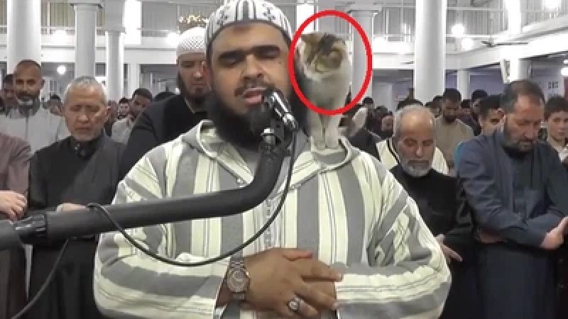 Cat climbing on Algerian imam’ shoulder: Moroccans appropriate video that made global buzz