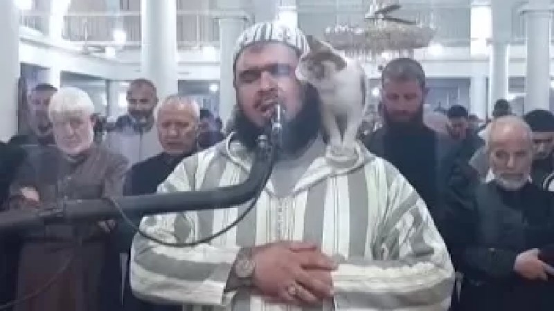 Adorable cat climbs onto imam’ shoulder during Tarawih prayers in Algeria -Video