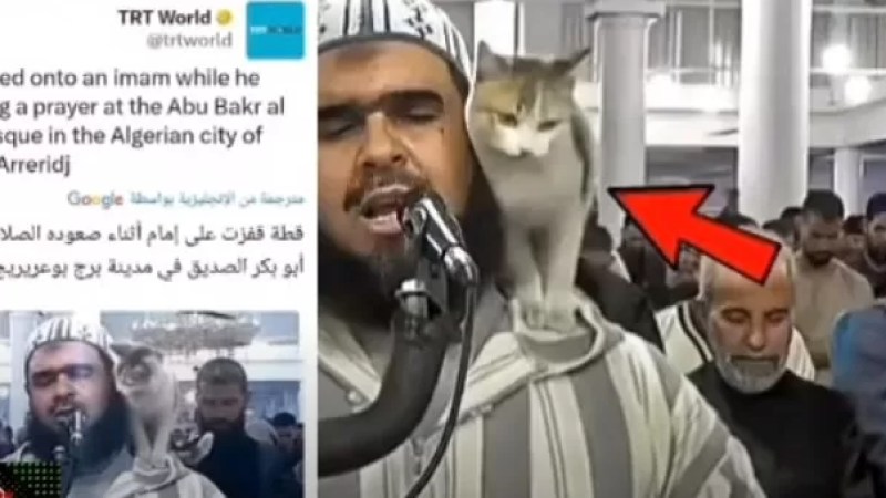 Global buzz for video of calico cat jumping on imam in Algeria, especially from non-Muslims – Video
