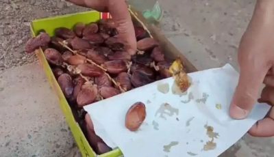 Moroccan fascinated by Deglet Nour: “Algerian dates are the best worldwide” (video)