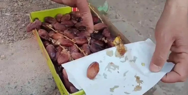 Moroccan fascinated by Deglet Nour: “Algerian dates are the best worldwide” (video)