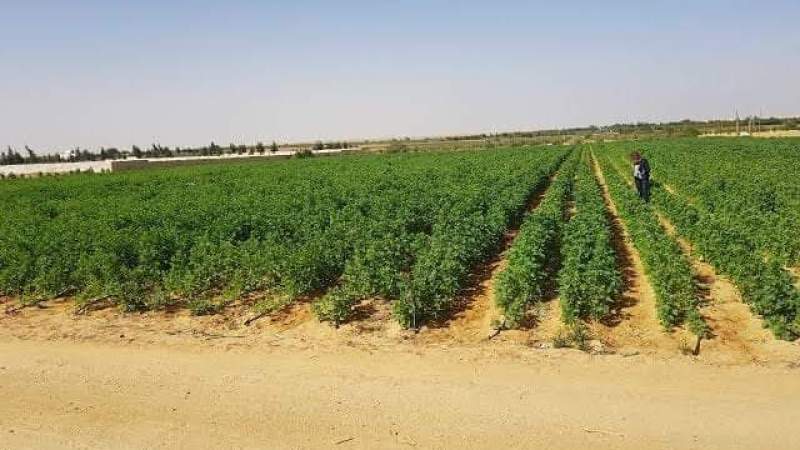 Saharan Agriculture: 230,000 ha allocated to investors in 2022