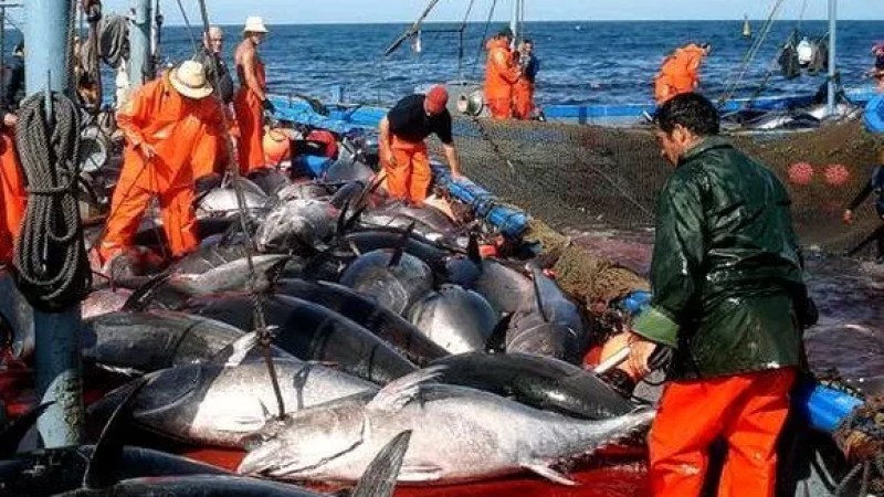 Bluefin tuna fishing campaign kicks off