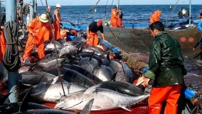 Algeria Catches 50% of Bluefin Tuna Quota, Minister Confirms