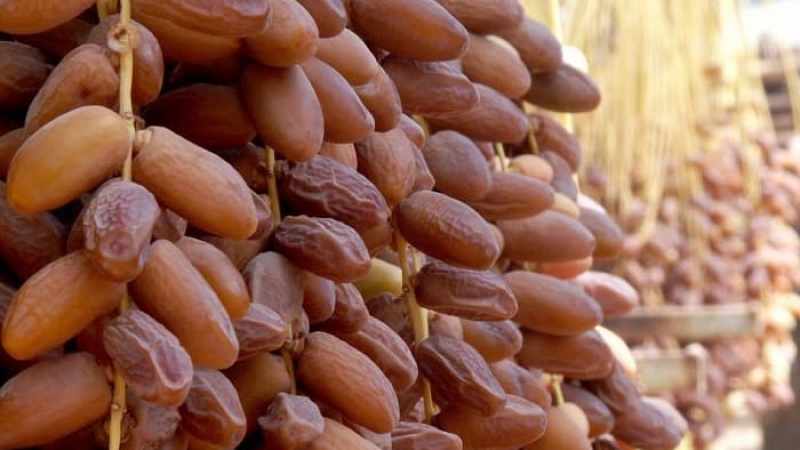 International Date Fair in Algiers: November 15-18, 2023