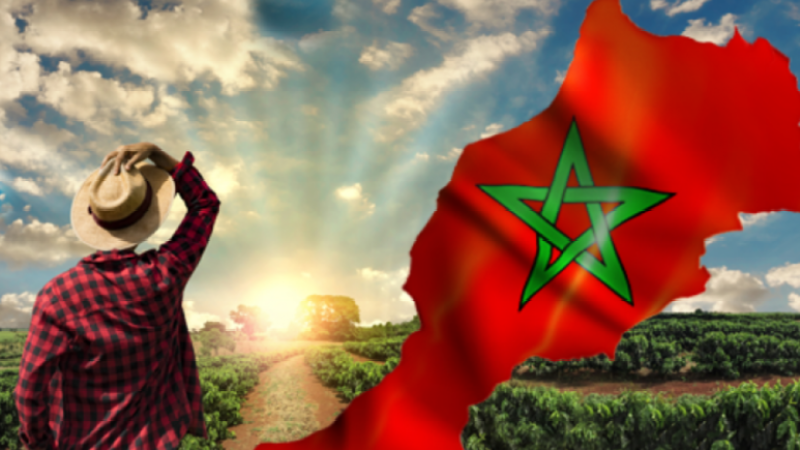 Drought in Morocco Reveals the Paradoxes of Maghreb Agriculture