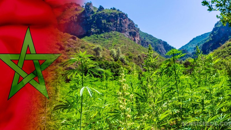 Morocco: First Legal Cannabis Crop Yields 294 Tons for “Medical and Industrial Purposes”