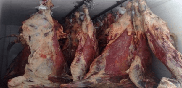 Sidi Moussa National Gendarmerie Seizes Spoiled Red Meat Intended for Human Consumption