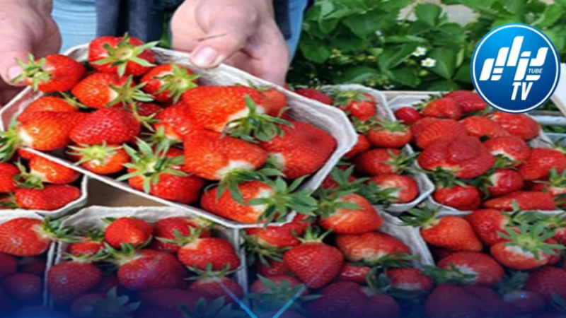 Spain Issues New Warning Regarding Batch of Moroccan Strawberries Suspected of Hepatitis A Virus Contamination