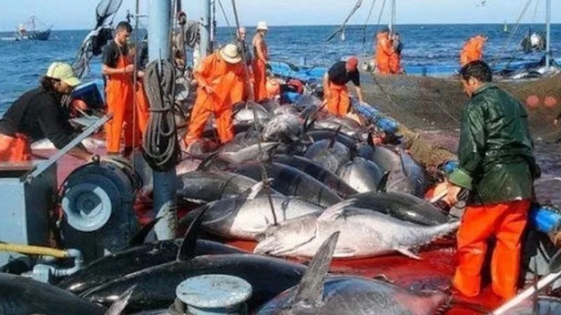 Algeria Prepares for 2024 Bluefin Tuna Fishing Campaign: 34 Participation Requests Received