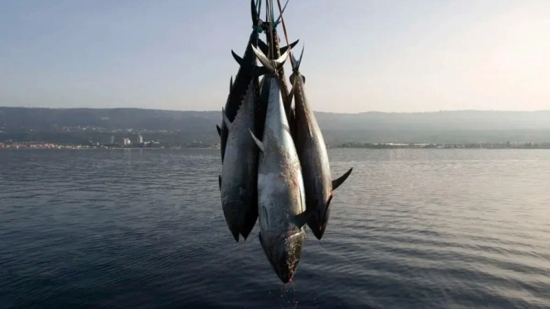 Launch Date Set for Bluefin Tuna Fishing Campaign