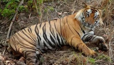 Mostaganem Animal Park Receives Donation of Three Bengal Tigers and One Lion