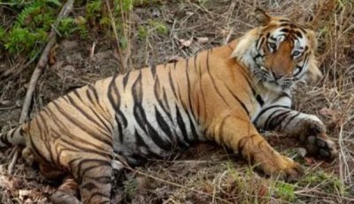 Mostaganem Animal Park Receives Donation of Three Bengal Tigers and One Lion