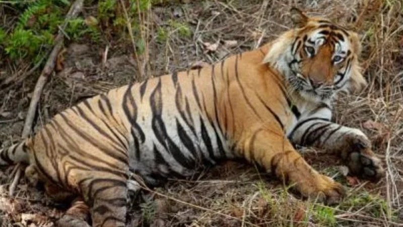 Mostaganem Animal Park Receives Donation of Three Bengal Tigers and One Lion