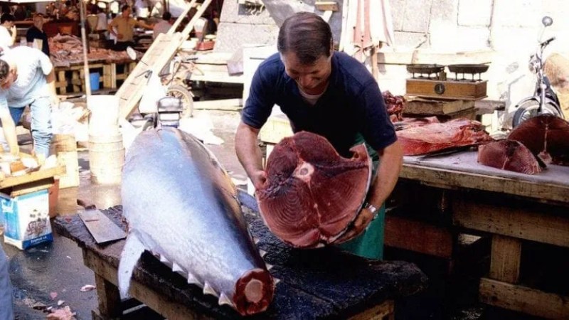 Prices Expected to Drop in Coming Days: Bluefin Tuna Hits Market