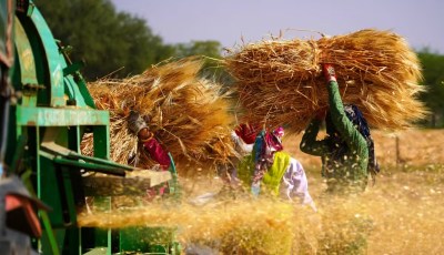 Algeria Aims for Self-Sufficiency in Durum Wheat by 2027
