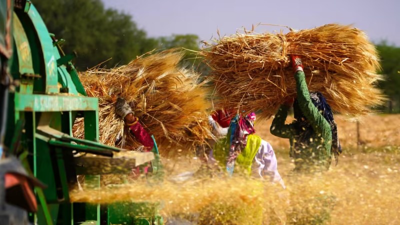 Algeria Aims for Self-Sufficiency in Durum Wheat by 2027