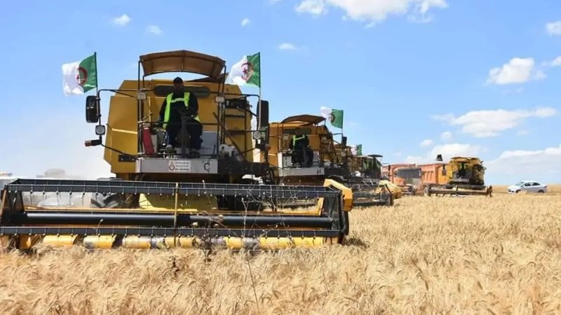 Algeria on Track to Achieve Durum Wheat Self-Sufficiency by 2027