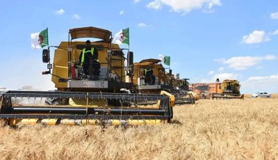 Algeria on Track to Achieve Durum Wheat Self-Sufficiency by 2027