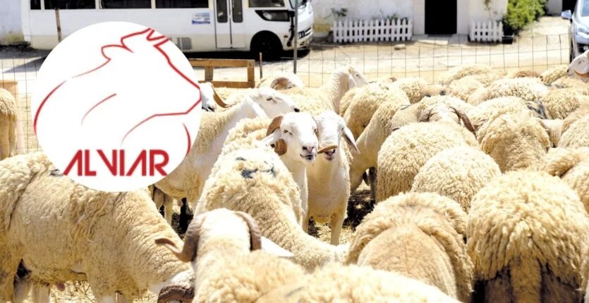 Algeria’s ALVIAR Offers Fixed Price Sheep for Aïd Al-Adha Starting at 59,000 DA