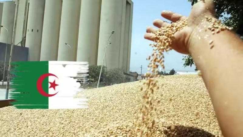 Cereal Production in Southern Wilayas Reaches 4 Million Quintals