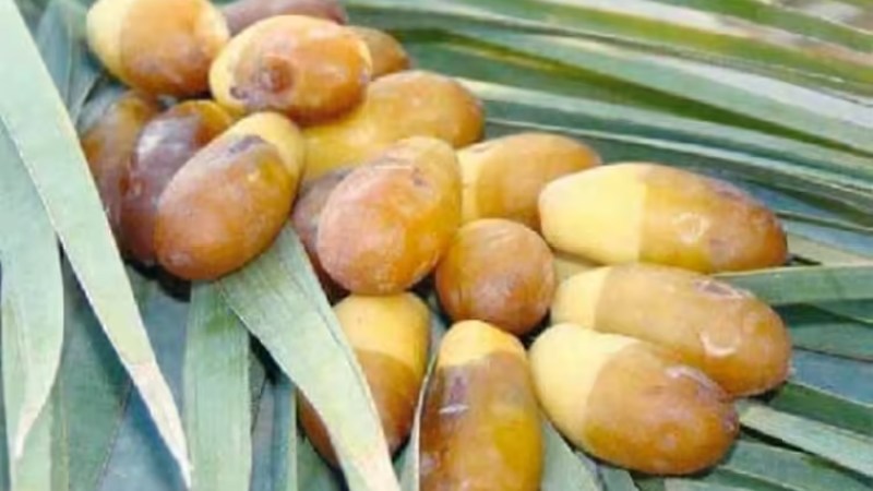 M'naguer Dates: Early Harvest Delights Markets of Algeria's Ghardaïa