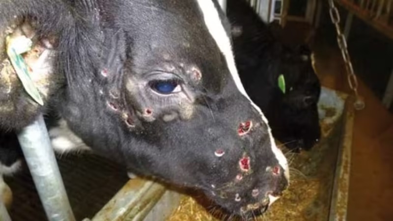 Algeria Ramps Up Efforts to Combat Bovine Disease: Major Vaccine Imports and Nationwide Immunization Campaign Planned for September
