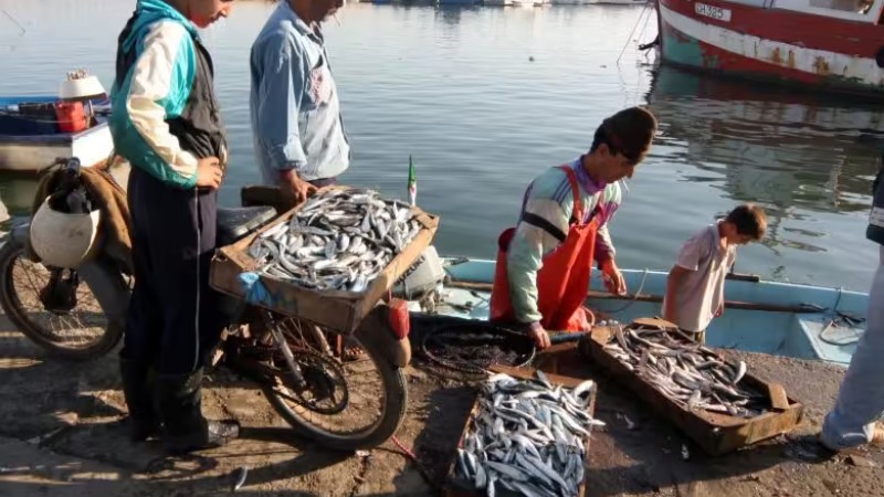 Challenges, Solutions for Algerian Seafood Availability Amid Biological Rest Period