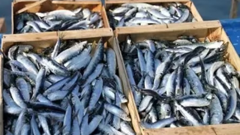 Sardine Prices Tumble Below 300 DZD Amid Government Crackdown on Market Manipulation