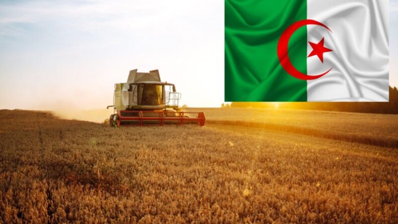 Algeria’s Cereal Production, Imports, and Consumption Forecasts: Insights from USDA Report