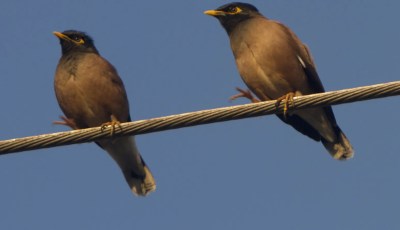 Invasive Myna Bird Threatens Algeria’s Ecosystem: Urgent Action Needed to Combat Environmental Crisis