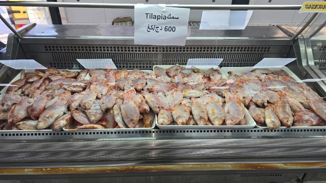 Algeria Enhances Food Security with Competitive Prices: Ongoing Tilapia Fish Marketing, Development of Floating Cage Aquaculture Projects