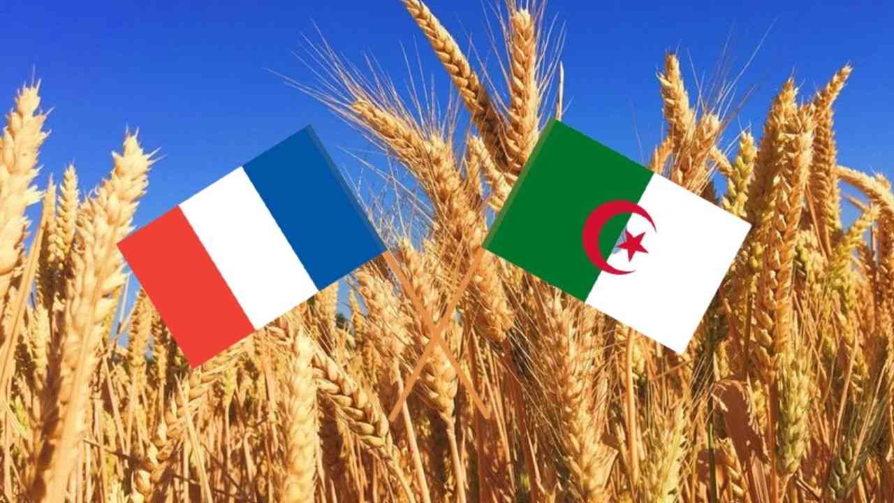Diplomatic Strain Pushes Algeria to Close its Doors on French Wheat Imports: Move Signals a Heavy Blow to French Agricultural Exports