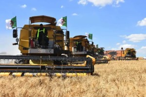 French Senate Debate Reveals Growing Anxiety Over Algeria-Italy Wheat Partnership