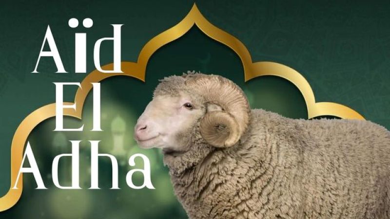 Algiers Port Finalizes Strategic Readiness to Receive Imported Livestock for Eid al-Adha: Three Vessels to Dock Simultaneously Under Streamlined Exit Protocols