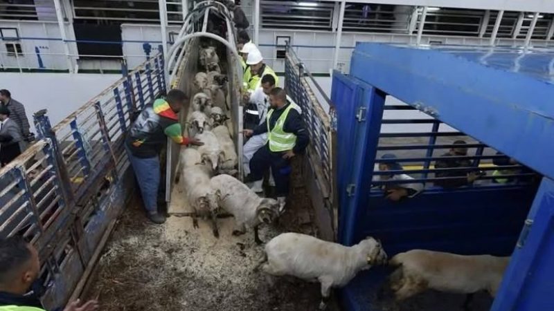 Algeria Launches Major Livestock Import Operation Ahead of Eid: First Vessel with 15,000 Sheep Docks in Algiers