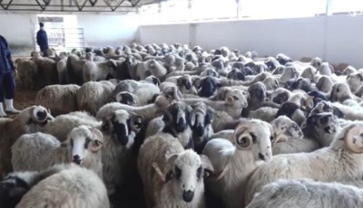 Algeria Launches National Sale of Imported Sheep Ahead of Eid: Agrolog Mobilizes 800 Points of Distribution Across the Country