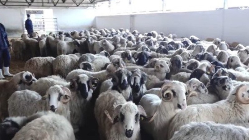 Algeria Launches National Sale of Imported Sheep Ahead of Eid: Agrolog Mobilizes 800 Points of Distribution Across the Country