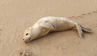 Rare Seal Strands on Skikda’s Khraïef Beach, Stunning Marine Experts