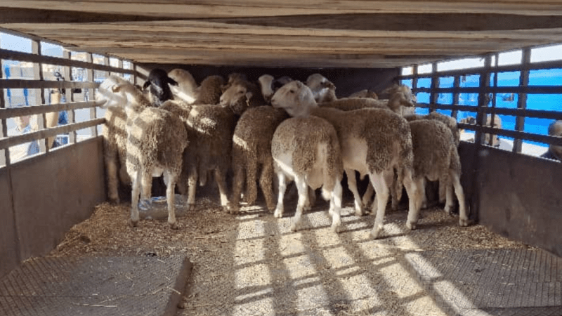 Port of Oran Receives Ship Carrying 20,000 Sheep from Spain in Eid Sacrifice Import Program