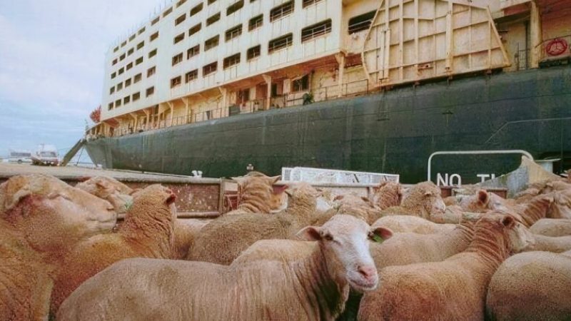 Nearly 12,000 Imported Sheep Arrive at Ténès Port Ahead of Eid al-Adha