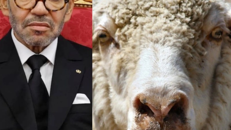 Between Oppression and Dignity: Morocco's Shameful Ban on Eid al-Adha Contrasts with Algeria’s Humanitarian Leadership
